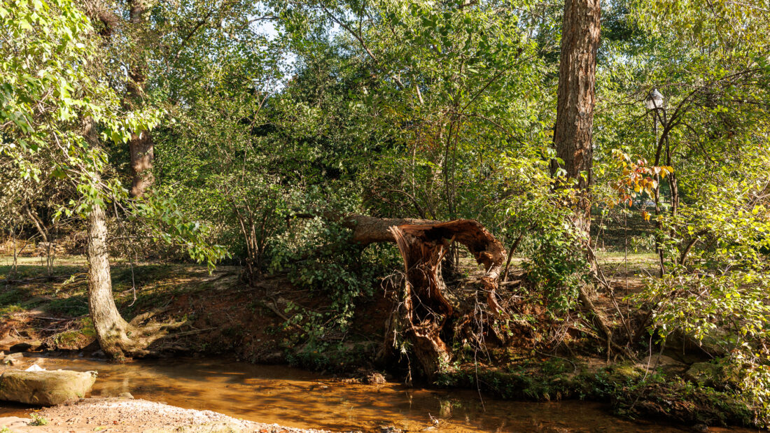 Downed tree in stream at Upper Chinquapin Greenway in wake of Hurricane Helene 2024
